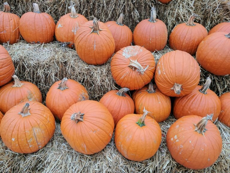 Orange Pumpkin Lot