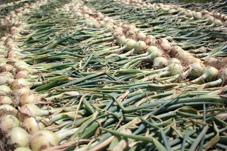 onion, vegetables, produce, food, onion bulbs, stalks, leaves, harvest, nature, raw, ingredient, organic