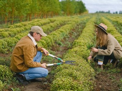 Couple of farmers cutting bushes