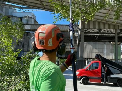 Man in Helmet Cut Tree with Equipment