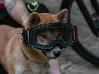 Photo of a Shiba Inu Dog Wearing Black and Red Goggles